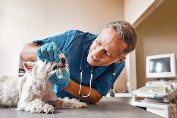 Best Emergency Denture Repair in Lester Prairie, MN